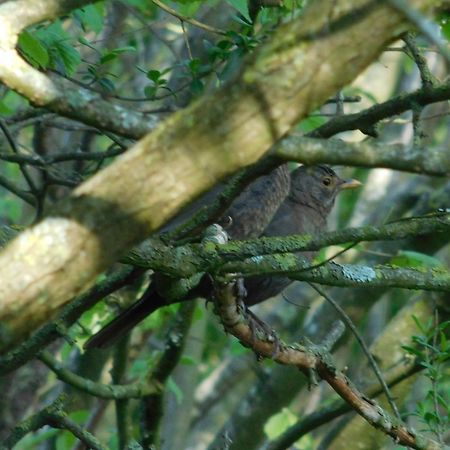 Village De Gites Nature Et Jardin Bouere エクステリア 写真